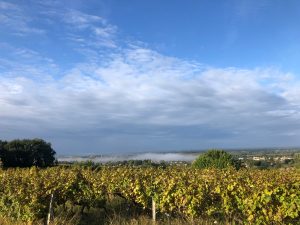 Sweet Wines of Bordeaux Fog Garonne