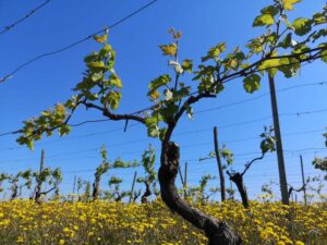 Emilia Pennac Riesling Oltrepo Pavese Vines