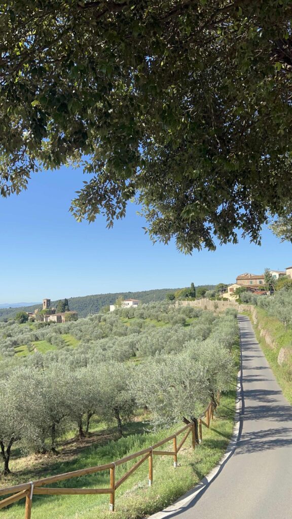 Tenuta di Artimino Olive Trees Road